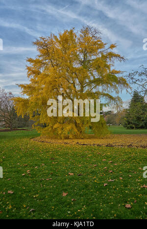 Ginkgo biloba tree kew gardens Foto Stock