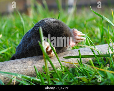 Carino piccolo in moli sull'erba dal bastone di legno Foto Stock