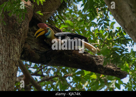 Pomello maschio hornbill (rhyticeros cassidix) alimentando i suoi giovani in una struttura ad albero in tangkoko national park, Nord Sulawesi, Indonesia. Foto Stock