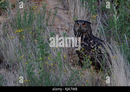 Gufo reale / uhu ( Bubo bubo ), adulto, seduta con la preda in erba di una pendenza di una buca di sabbia, guardare al tramonto, la fauna selvatica, l'Europa. Foto Stock