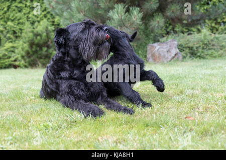 Cucciolo e cane adulto di gigante nero Schnauzer cane sta giocando sul prato in giardino. Foto Stock