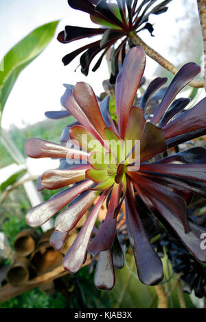 Aeonium 'Zwarthkop' - maestoso viola rosette nero Foto Stock