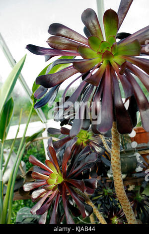 Aeonium 'Zwarthkop' - maestoso viola rosette nero Foto Stock