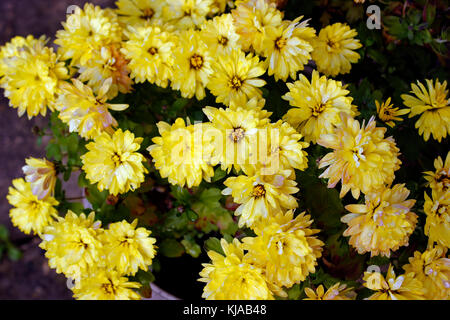 Crisantemo giallo "Calice d'Oro" Foto Stock