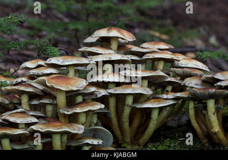 Saprobic, solitario o in piccoli gruppi su ceppi, rami caduti marciti e altri detriti legnosi questo fungo legno-marcente nella foresta di Hamsterley. Foto Stock