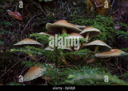 Saprobic, solitario o in piccoli gruppi su ceppi, rami caduti marciti e altri detriti legnosi questo fungo legno-marcente nella foresta di Hamsterley. Foto Stock