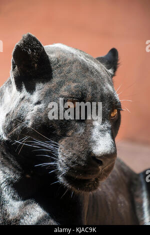 Close up profilo laterale ritratto del giaguaro nero (Panthera onca, Black Panther) guardando lontano da parte della telecamera su sfondo marrone, a basso angolo di visione Foto Stock