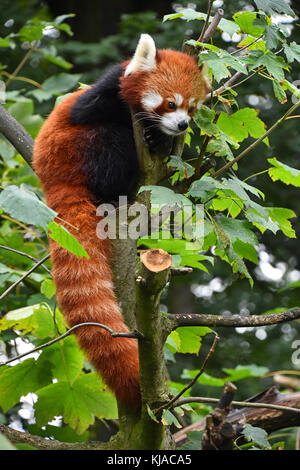 Close up ritratto di un simpatico panda rosso su albero verde, guardando lontano, a basso angolo di visione Foto Stock