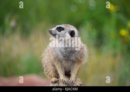 Close up profilo laterale ritratto di uno meerkat seduto su una roccia e guardando lontano avvisati su sfondo verde a basso angolo di visione Foto Stock