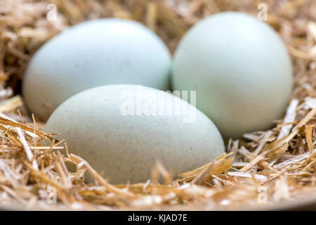 Tre blu le uova in un nido di fieno che sono fissate mediante queste razze, legbar ameraucana, araucana e Pasqua polli, di fronte a fuoco sfondo sfocato per Foto Stock