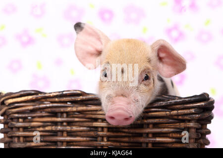 Suini domestici, Turopolje x ?. Piglet in un cestello. Studio Immagine visto contro uno sfondo bianco con stampa fiori. Germania Foto Stock