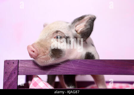 Suini domestici, Turopolje x ?. Maialino cerca su una viola rampa di legno. Studio Immagine visto contro un sfondo rosa. Germania Foto Stock