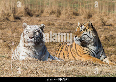 Bianco (asiatici Bengala) Tiger (Panthera tigris tigris), femmina rilassato riposo naerby un normale maschio colorato Foto Stock