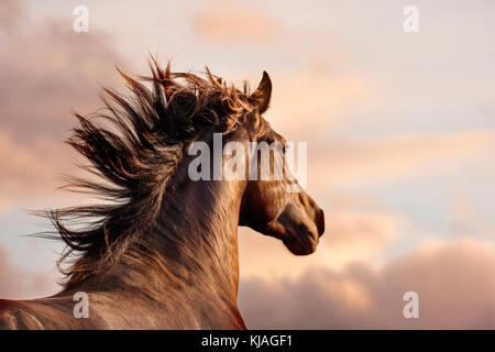 Cavallo Spagnolo andaluso. Ritratto di stallone dun nella luce della sera. Svizzera Foto Stock