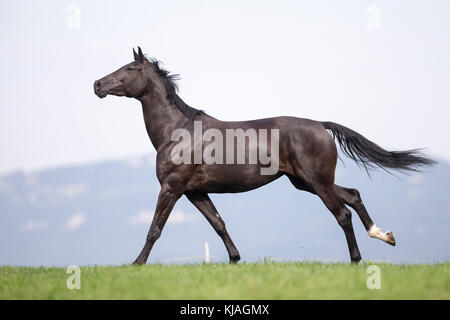 Oldenburg cavallo. Mare Nero al galoppo su un pascolo. Sequenza. Svizzera Foto Stock