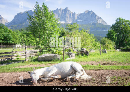 Lipizzan cavallo. Adulto stallone (Siglavy Capriola Primas) laminazione in un paddock. Austria Foto Stock
