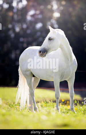 Lipizzan cavallo. Adulto stallone (Siglavy Capriola Primas) in piedi su un pascolo. Austria Foto Stock