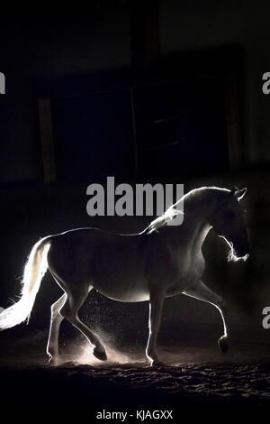 Lipizzan cavallo. Adulto stallone (Siglavy Capriola Primas) camminare nelle tenebre. Austria Foto Stock