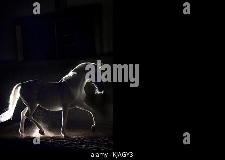 Lipizzan cavallo. Adulto stallone (Siglavy Capriola Primas) camminare nelle tenebre. Austria Foto Stock