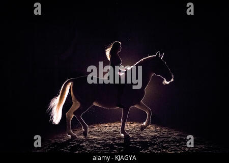 Lipizzan cavallo. Adulto stallone (Siglavy Capriola Primas) con il conducente nelle tenebre, visto contro luce. Austria Foto Stock