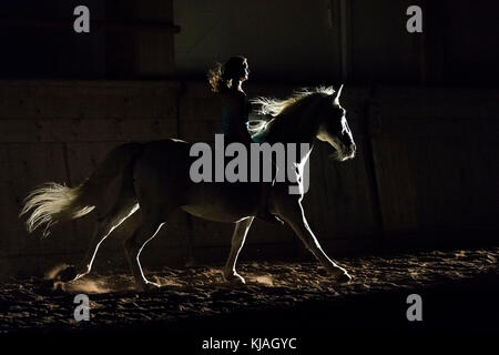 Lipizzan cavallo. Adulto stallone (Siglavy Capriola Primas) con il conducente nelle tenebre, visto contro luce. Austria Foto Stock