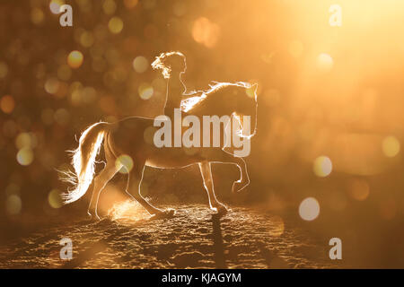 Lipizzan cavallo. Adulto stallone (Siglavy Capriola Primas) con il conducente nelle tenebre, visto contro luce. Austria Foto Stock