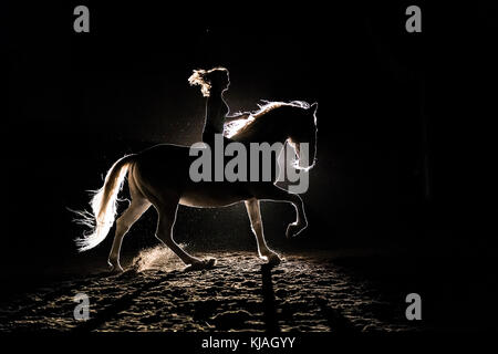 Lipizzan cavallo. Adulto stallone (Siglavy Capriola Primas) con il conducente nelle tenebre, visto contro luce. Austria Foto Stock