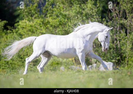 Lipizzan cavallo. Adulto stallone (Siglavy Capriola Primas) al galoppo su un pascolo. Austria Foto Stock