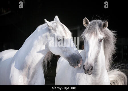 Puro Cavallo Spagnolo andaluso. Ritratto di due stalloni grigi, visto contro uno sfondo nero. Germania Foto Stock