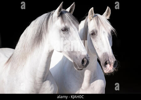 Puro Cavallo Spagnolo andaluso. Ritratto di due stalloni grigi, visto contro uno sfondo nero. Germania Foto Stock