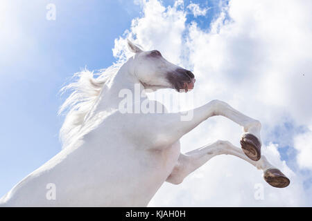 Puro Cavallo Spagnolo andaluso. Stallone grigio allevamento, visto contro un cielo nuvoloso. Germania Foto Stock