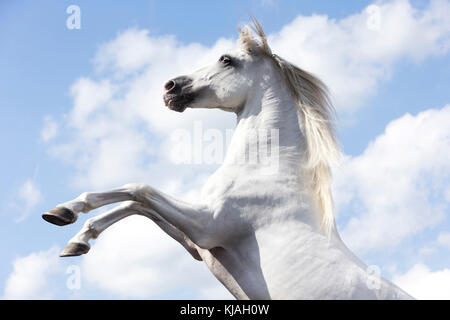 Puro Cavallo Spagnolo andaluso. Stallone grigio allevamento, visto contro un cielo nuvoloso. Germania Foto Stock