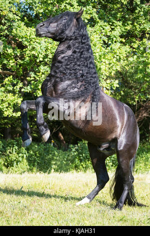 Puro Cavallo Spagnolo andaluso. Stallone nero allevamento su un pascolo. Austria Foto Stock