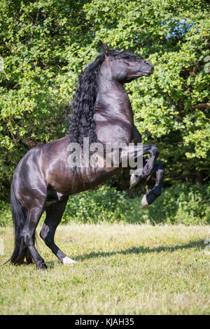 Puro Cavallo Spagnolo andaluso. Stallone nero allevamento su un pascolo. Austria Foto Stock