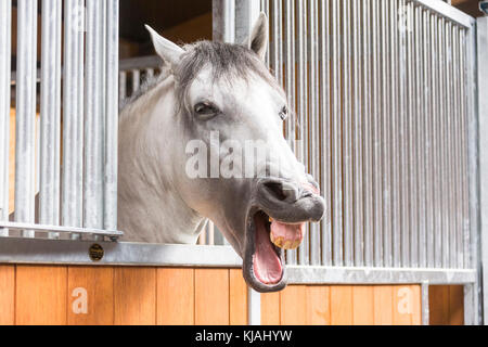 Puro Cavallo Spagnolo andaluso. Cavallo grigio guardando fuori della sua scatola mentre sbadigli. Germania Foto Stock
