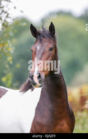 American Indian cavallo. Ritratto di skewbald adulto. Germania Foto Stock