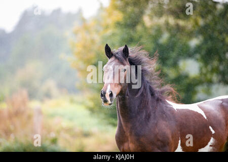 American Indian cavallo. Ritratto di skewbald adulto in autunno. Germania Foto Stock