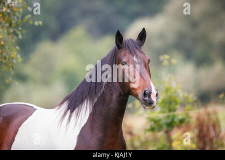 American Indian cavallo. Ritratto di skewbald adulto. Germania Foto Stock