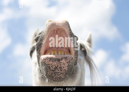 Puro Cavallo Spagnolo andaluso. Stallone grigio facendo il flehmen, visto contro il cielo. Germania Foto Stock