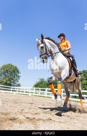 Puro Cavallo Spagnolo andaluso. Pilota sul novellame di stallone grigio al galoppo su un luogo di equitazione. Austria Foto Stock