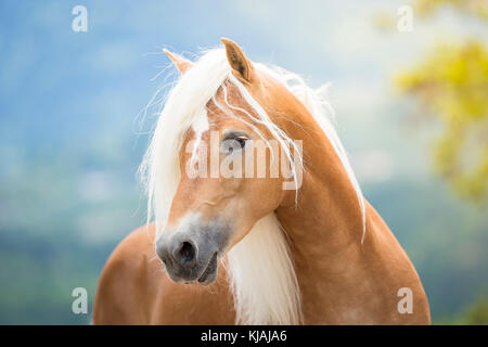 Cavalli di Razza Haflinger. Ritratto di uno stallone. Alto Adige, Italia Foto Stock