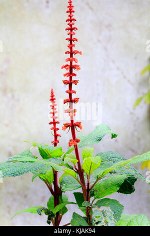 Alte e strette, spike con vortici di fiori d'arancio della metà hardy ornamentali, salvia Salvia confertiflora Foto Stock