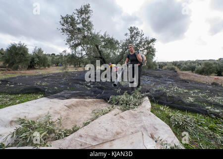 Raccolta delle olive, Jaén, Spagna, febbraio 2017: Una giovane donna locale accumuli olive sparse per terra con una macchina soffiante d'aria Foto Stock