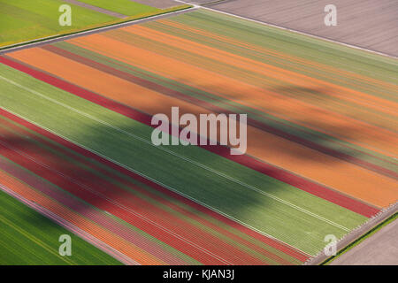 Vista aerea dei campi di tulipani in Olanda settentrionale, paesi bassi Foto Stock