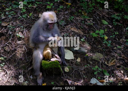 La madre e il bambino macachi a zhangjiajie National Forest park in Cina Foto Stock