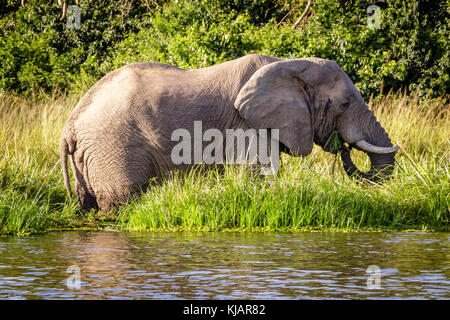 Un bel maschio di elefante godendo del tramonto calore in Murchison Falls National Park in Uganda nei dintorni del lago Albert. Foto Stock