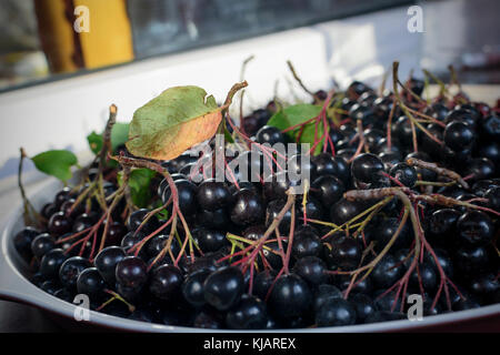 Chokeberry sulla finestra Foto Stock