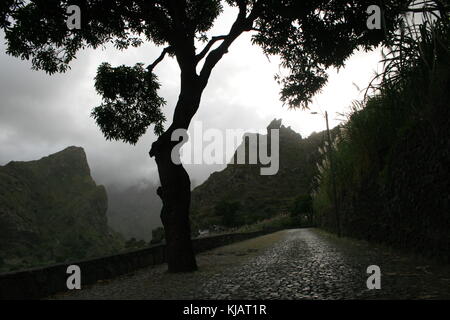 Un albero solitario su una strada con pavimenti in capo verde Foto Stock