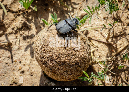 Sfera di escrementi laminato da un maschio dung beetle sulla massa di sabbia nel Murchison Falls National Park, Uganda in Africa. La femmina dung beetle è si Foto Stock