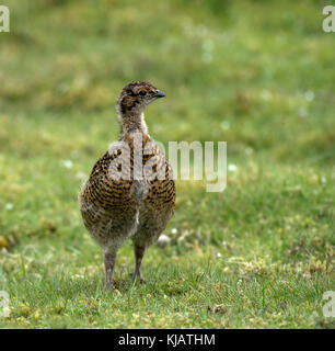 Red Grouse chick - lagopus lagopus scotica. Foto Stock